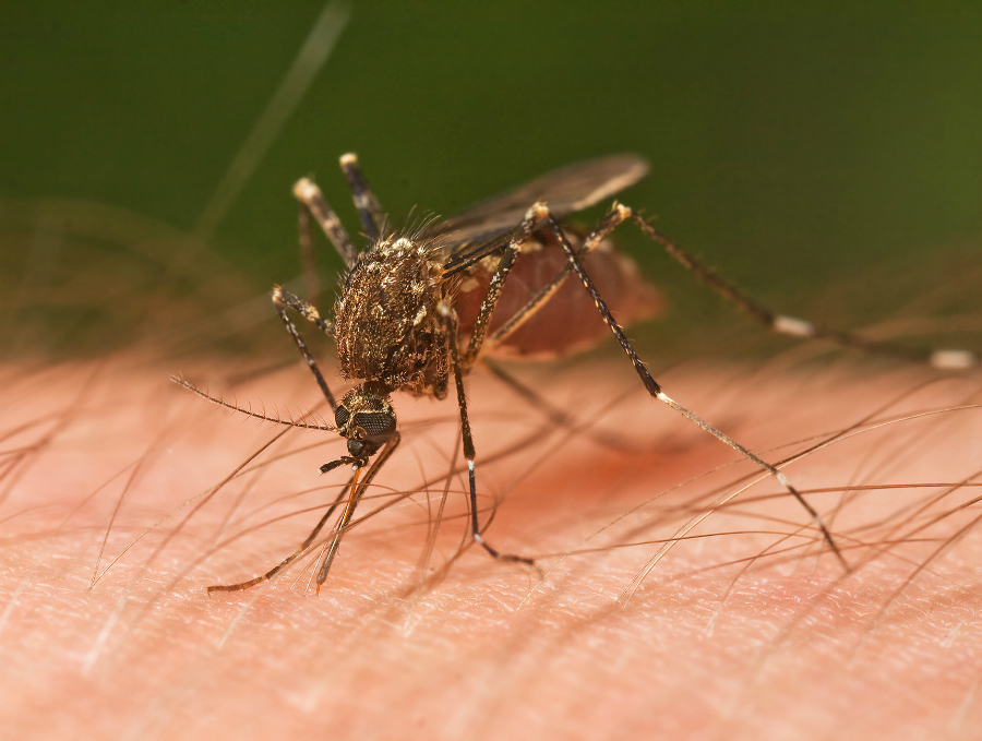 Mosquito_Tasmania_crop