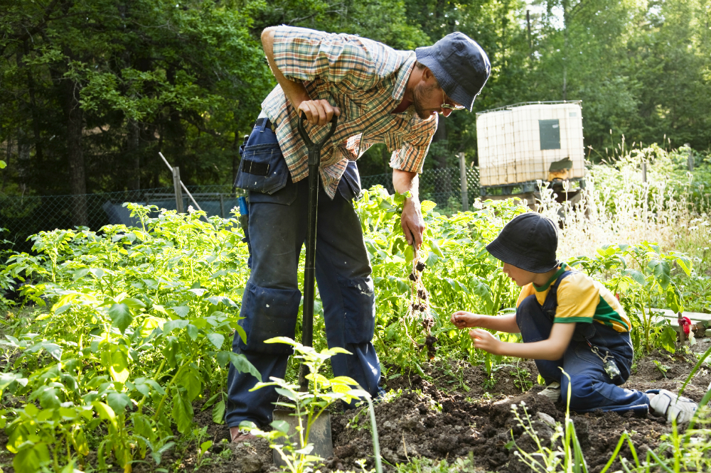 father and son are getting the new potatoes out of the soil, potatoes and roots beautifully lit by the sun