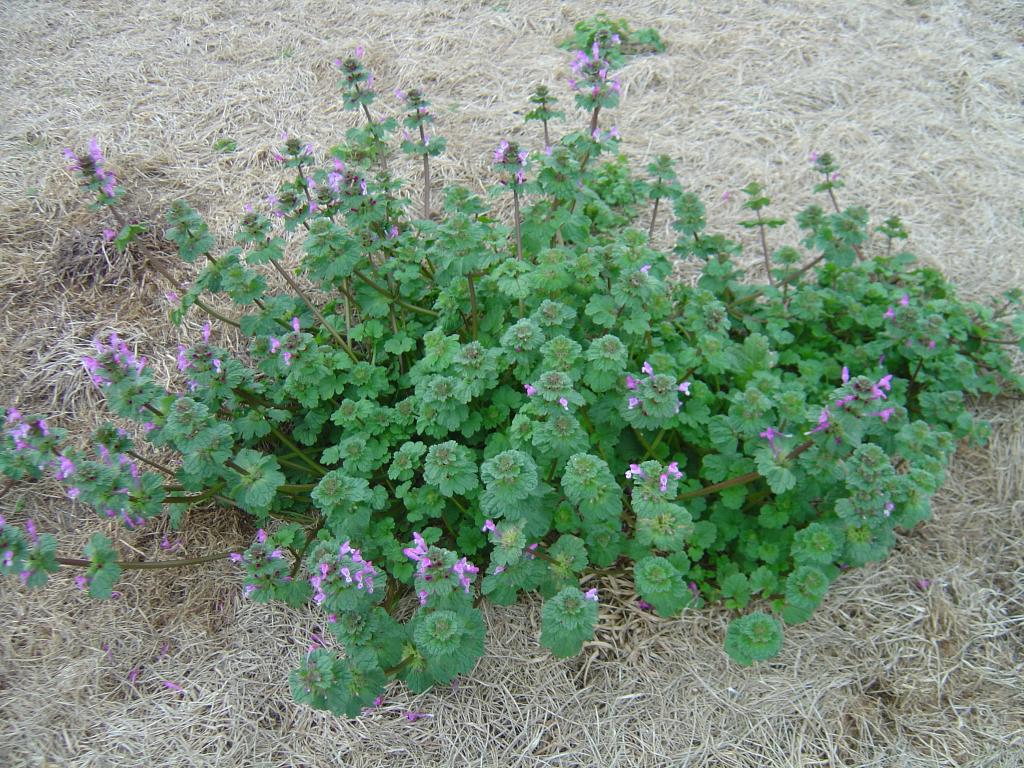 henbit-edible-plant