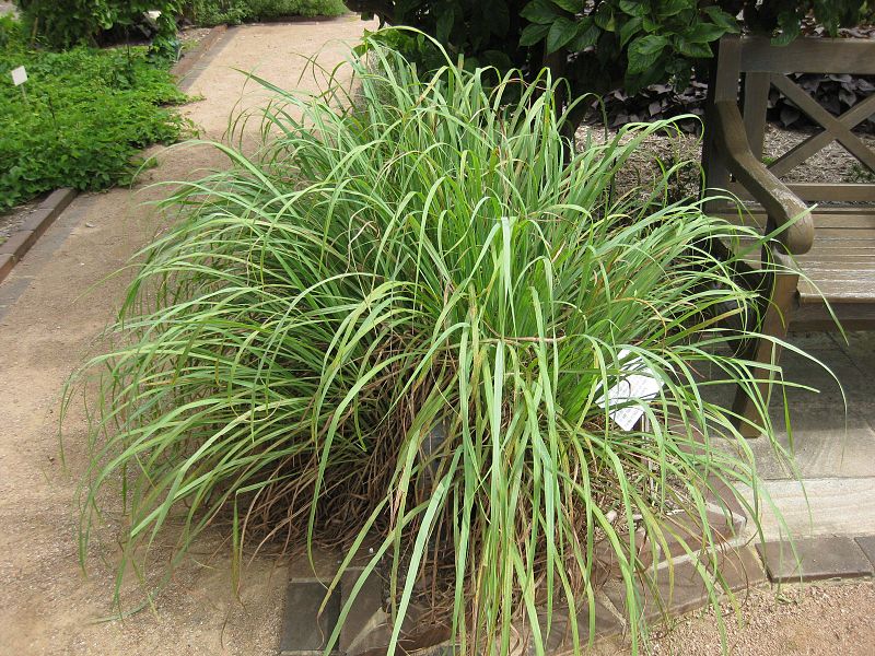 lemon-grass-mosquito-repellant