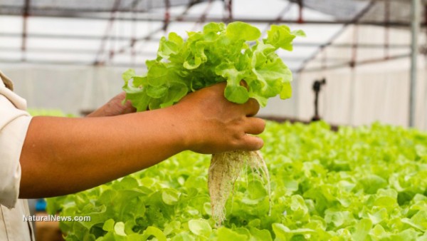 Farming-Produce-Greens-Aquaponics-Hydrophonics