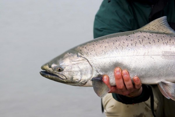 Man-Holding-Fish-Salmon-Seafood