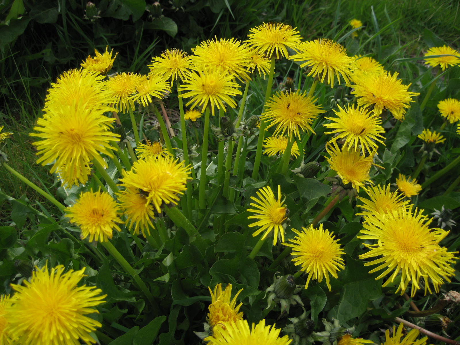 dandelions-grass-salve