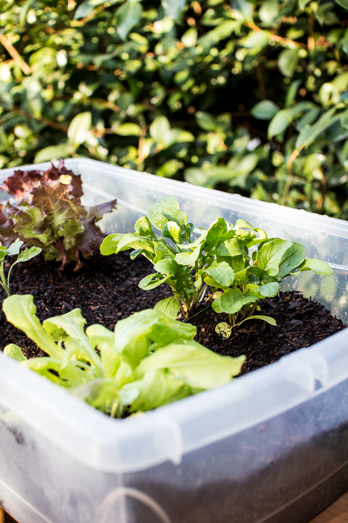 lettuce-small-space