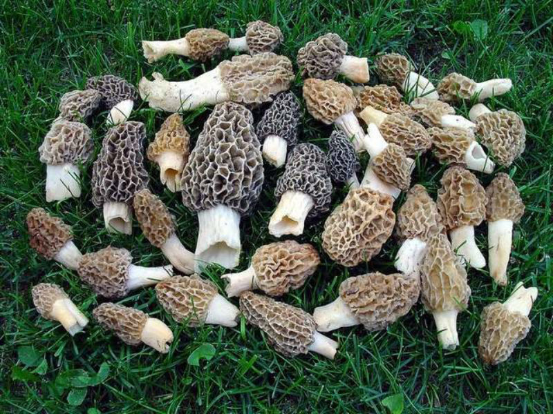 morel-mushrooms