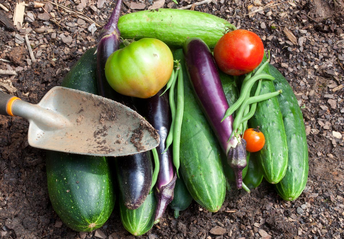 Crops-Vegetables-Farm-Garden