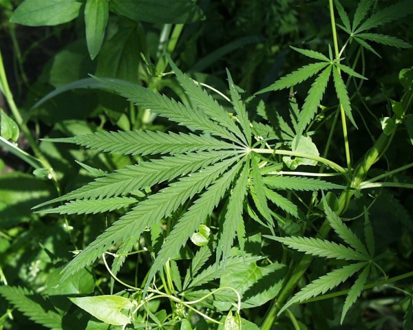 Pesticides found in marijuana products