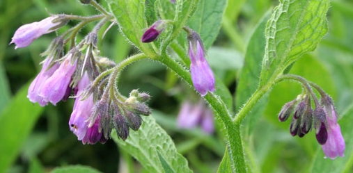 comfrey