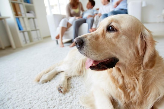 Family-Dog-House-Carpet