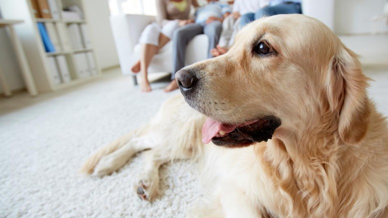 Family-Dog-House-Carpet