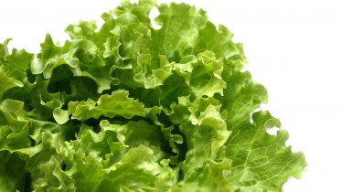 Lettuce-Leaves-Plant-Vegetable-On-White