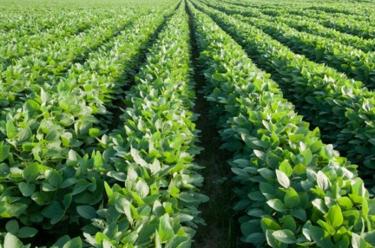 Soybean-Crop-Rows-Farm