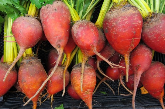 beets-944596_960_720