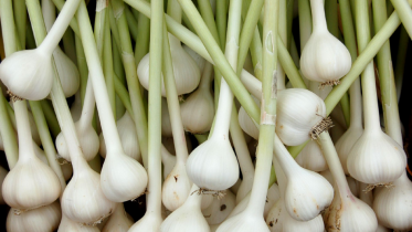 garlic