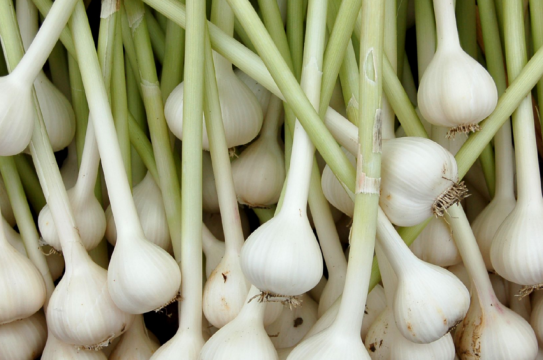 garlic