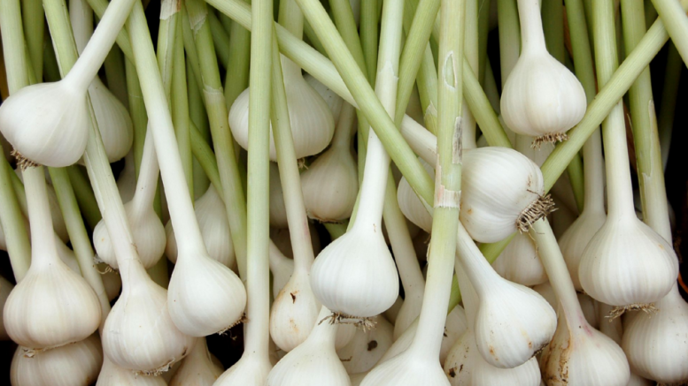 garlic