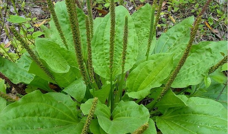 plantain-health-weed