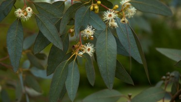 1280px-Eucalyptus_gunni_flowers