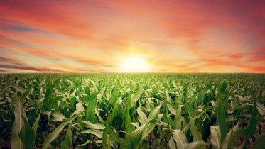 Sunset-Farm-Crops-Field