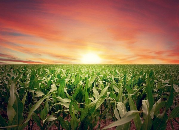 Sunset-Farm-Crops-Field