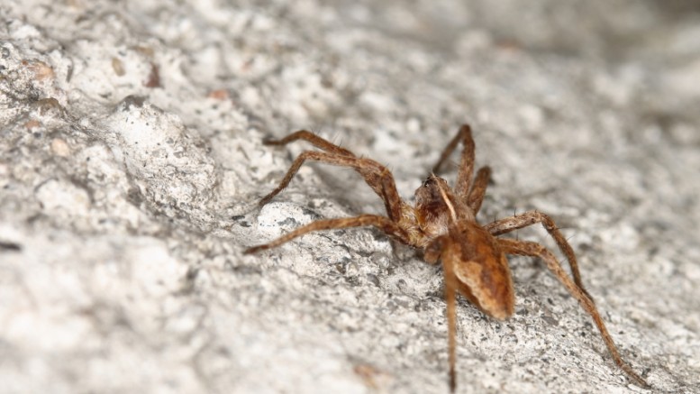 Brown-Recluse-Spider