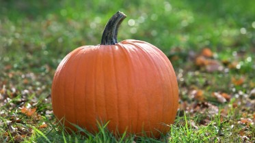 Pumpkin-Sitting-Grass