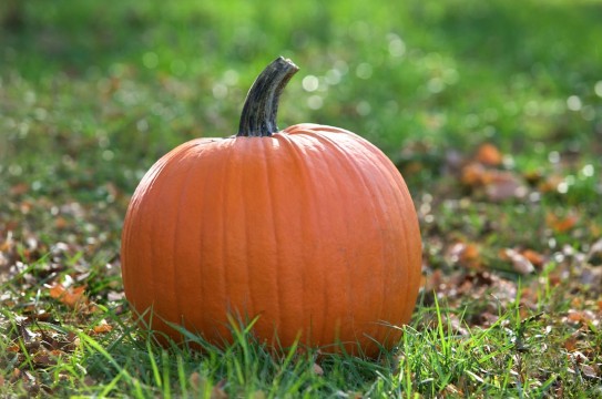 Pumpkin-Sitting-Grass