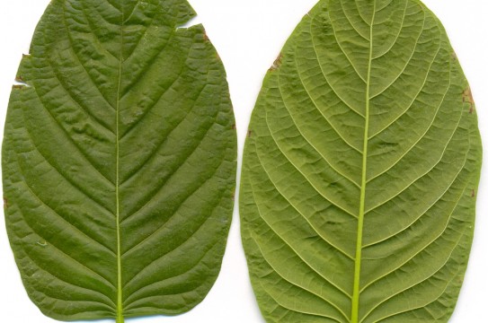 Kratom_leaves