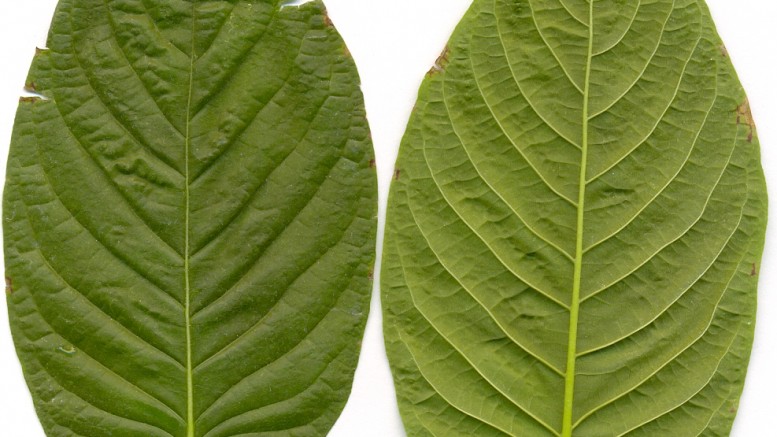 Kratom_leaves