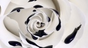 oil_dripping_rose_macro_sjpg1661