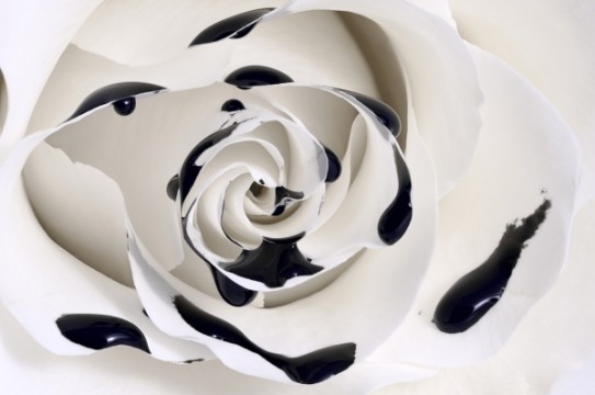 oil_dripping_rose_macro_sjpg1661