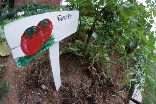 Organic-Garden-Sign-Tomatoes-Farm