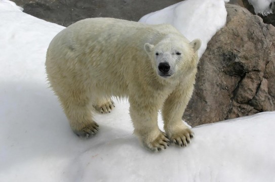 Polar-Bear-Snow-Nature-Winter