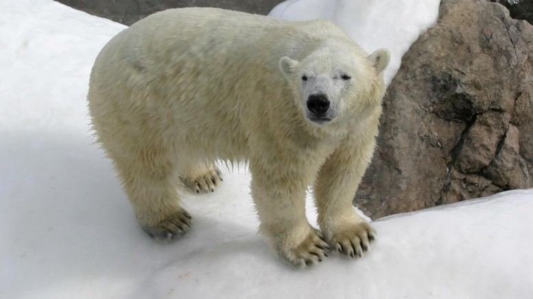 Polar-Bear-Snow-Nature-Winter