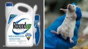 RoundUp-Lab-Rat