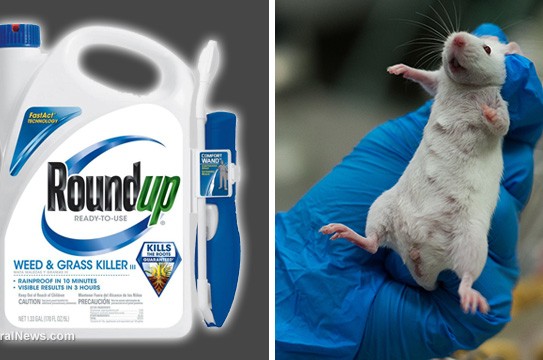 RoundUp-Lab-Rat