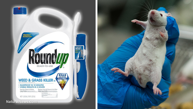 RoundUp-Lab-Rat