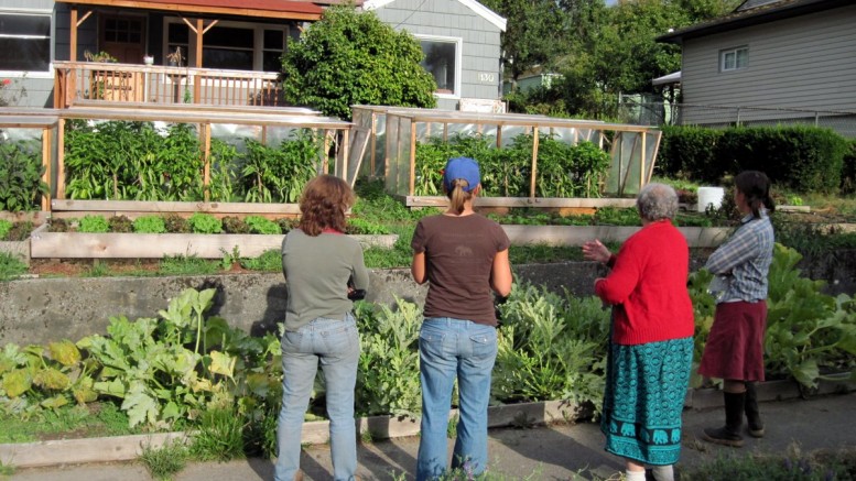 yard-garden-plot-homesteading