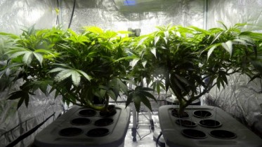 18-Indoor_cannabis_plants