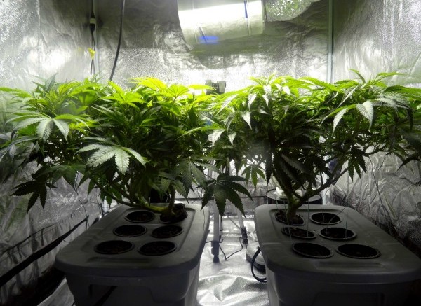 18-Indoor_cannabis_plants