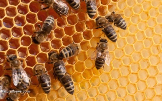 Bees-Hive-Honey-Comb