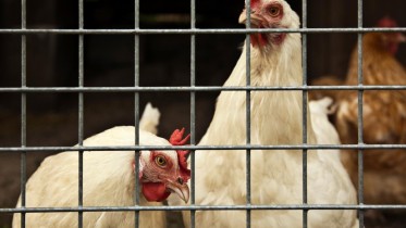 Chickens-In-Cage-Coop-Farm