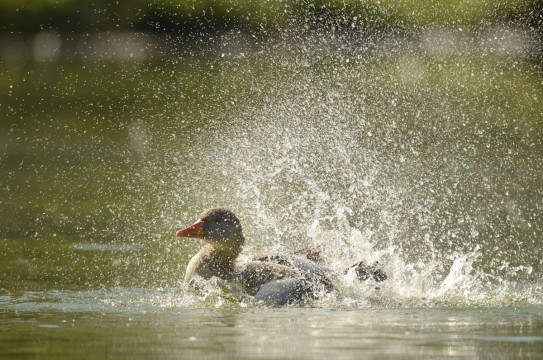 Duck-Water-Lake