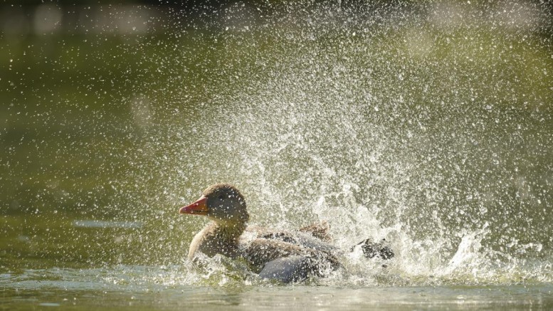 Duck-Water-Lake