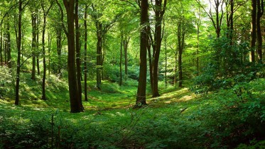 forest-trees-green